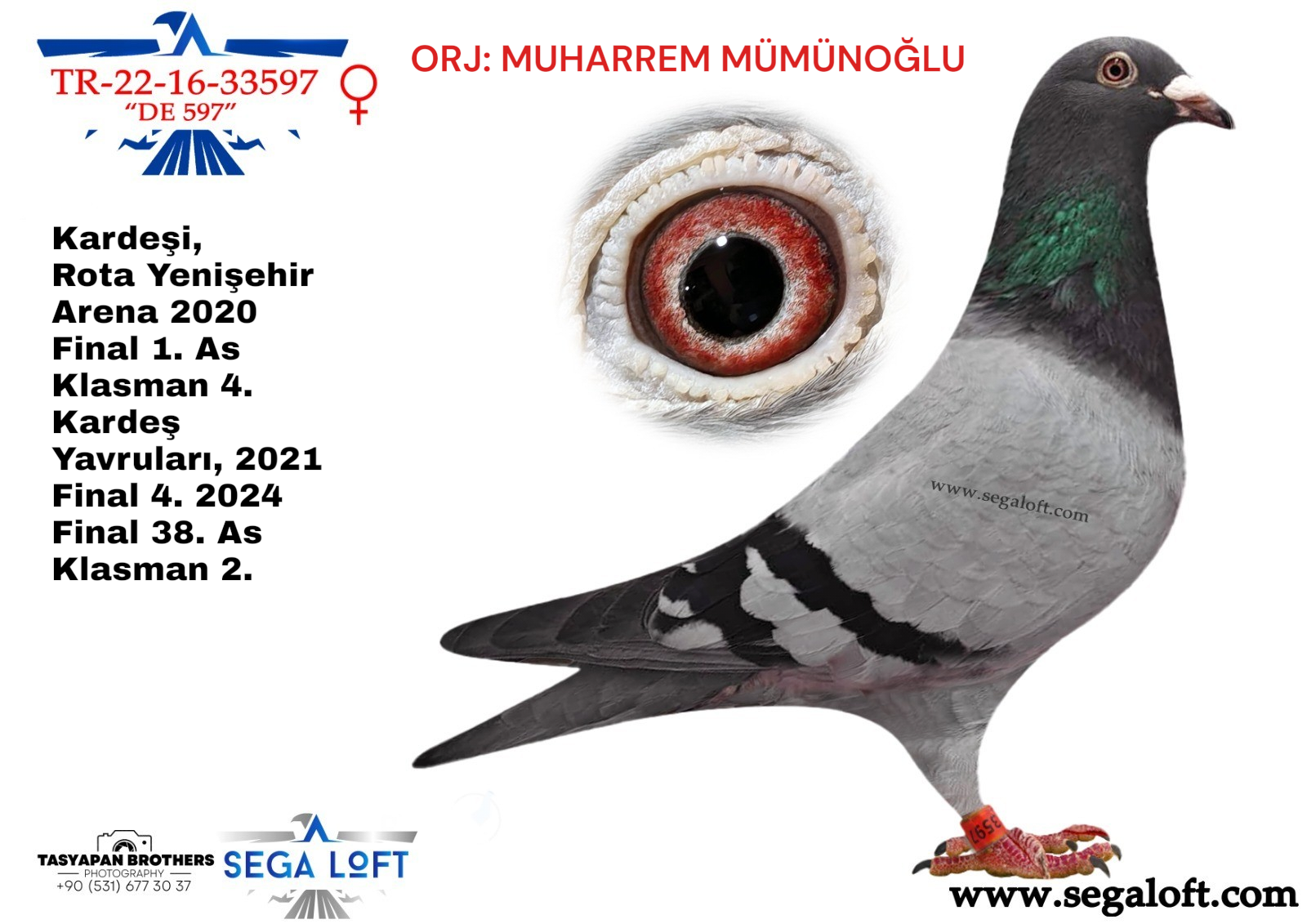 guvercin ihale TR-22-16-33597